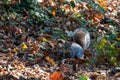 Grey Squirrel among the autumn leaves Royalty Free Stock Photo