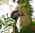 Grey Squirrel Sciurus carolinensis balancing on tree bark Royalty Free Stock Photo