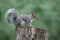Grey squirrel, Sciurus carolinensis Royalty Free Stock Photo