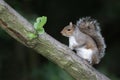 Grey squirrel, Sciurus carolinensis Royalty Free Stock Photo