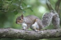 Grey squirrel, Sciurus carolinensis Royalty Free Stock Photo