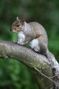 Grey squirrel, Sciurus carolinensis Royalty Free Stock Photo