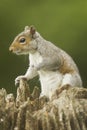 Grey Squirrel Sciurus carolinensis Royalty Free Stock Photo