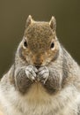 Grey Squirrel (Sciurus carolinensis) Royalty Free Stock Photo