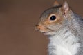 Grey squirrel sciurus carolinensis Royalty Free Stock Photo