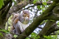 A Grey Squirrel (Sciurus carolinensis) eating a almond in the branch of a tree Royalty Free Stock Photo