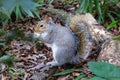 A Grey Squirrel (Sciurus carolinensis) eating a almond in the deep forest Royalty Free Stock Photo