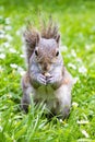 A Grey Squirrel (Sciurus carolinensis) eating a almond and looking to the camera Royalty Free Stock Photo