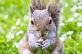 A Grey Squirrel (Sciurus carolinensis) eating a almond and looking to the camera Royalty Free Stock Photo