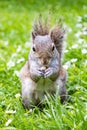A Grey Squirrel (Sciurus carolinensis) eating a almond and looking to the camera Royalty Free Stock Photo