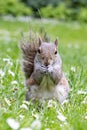 A Grey Squirrel (Sciurus carolinensis) eating a peanut and looking to the camera