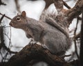 Grey Squirrel, Sciurus carolinensis, feeding in the tree of Ufton Nature Reserve, Warwickshire, December 2025 Royalty Free Stock Photo