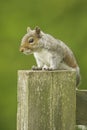 Grey Squirrel Sciurus carolinensis Royalty Free Stock Photo