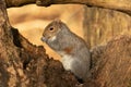 Grey Squirrel sciurus carolinensis framed sitting in tree stump eating peanut. Royalty Free Stock Photo