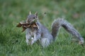 Grey squirrel, Sciurus carolinensis Royalty Free Stock Photo