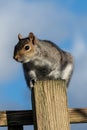 Grey squirrel (Sciurus carolinensis Royalty Free Stock Photo