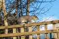 Grey squirrel (Sciurus carolinensis Royalty Free Stock Photo