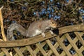 Grey squirrel (Sciurus carolinensis Royalty Free Stock Photo