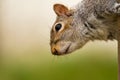 Grey Squirrel head in profile