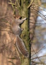 Grey Squirrel - Sciurus carolinensis, hiding on a tree, Warwickshire, England Royalty Free Stock Photo