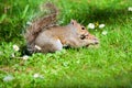 Grey Squirrel Sciurus carolinensis with pine cone Royalty Free Stock Photo