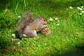 Grey Squirrel Sciurus carolinensis with pine cone Royalty Free Stock Photo