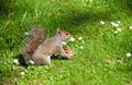 Grey Squirrel Sciurus carolinensis with pine cone Royalty Free Stock Photo