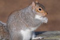 Grey squirrel sciurus carolinensis Royalty Free Stock Photo