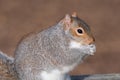 Grey squirrel sciurus carolinensis Royalty Free Stock Photo