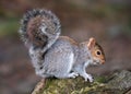 Grey Squirrel - Sciurus carolinensis resting on a log. Royalty Free Stock Photo