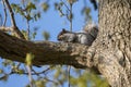 Grey Squirrel Sciurus carolinensis resting in a tree Royalty Free Stock Photo