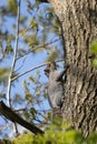 Grey Squirrel Sciurus carolinensis resting in a tree Royalty Free Stock Photo