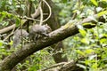 Grey Squirrel resting in a tree Royalty Free Stock Photo