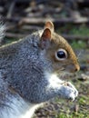 Grey Squirrel side portrait feeding Royalty Free Stock Photo