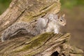 Grey Squirrel - Sciurus carolinensis Royalty Free Stock Photo
