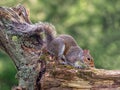 Grey squirrel, Sciurus carolinensis, on tree trunk in the UK Royalty Free Stock Photo
