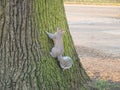 Grey Squirrel (Sciurus carolinensis) - Woodland, Hyde Park, London, UK.