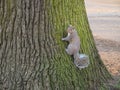 Grey Squirrel (Sciurus carolinensis) - Woodland, Hyde Park, London, UK.