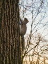 Grey Squirrel (Sciurus carolinensis) - Woodland, Hyde Park, London, UK.