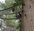 A grey squirrel sits and gnaws a nut on a spruce branch in a coniferous forest Royalty Free Stock Photo