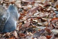 A grey squirrel sitting eating nuts Royalty Free Stock Photo