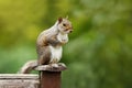 Grey squirrel sitting on a fence post Royalty Free Stock Photo