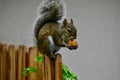 A grey Squirrel feasting on a fruit