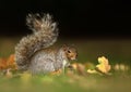 Grey squirrel sitting in the grass with the tail up Royalty Free Stock Photo