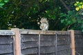 Grey Squirrel sitting on house fence in London suburb