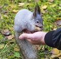 Grey squirrel sitting on the palm of men,eats the treat.In the autumn Park Royalty Free Stock Photo