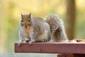 Grey squirrel sitting on a picnic table Royalty Free Stock Photo