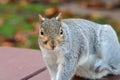 Grey squirrel sitting on a picnic table Royalty Free Stock Photo