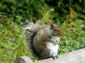 Grey Squirrel sitting on the top of a wooden bench