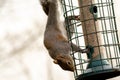 Grey Squirrel on a squirrel proof bird feeder